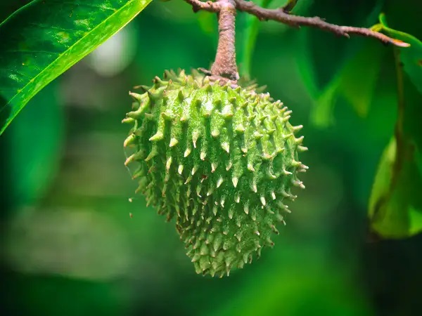 How Soursop Fruit Is Advantageous to obtain a lean body?