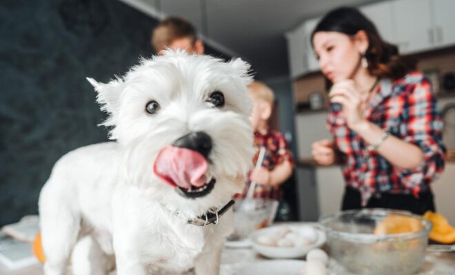 Benefit To Giving Your Dog Treats