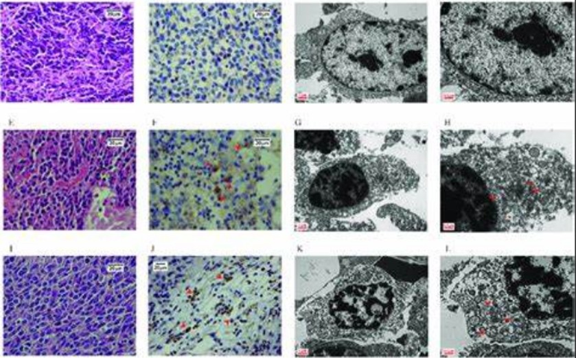 Unveiling the Potential of BALB/c-hBCMA Mouse Models in Advancing Medical Research