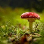 Exploring the Psychedelic Delights: Amanita Muscaria Gummies, Muscimol Gummies