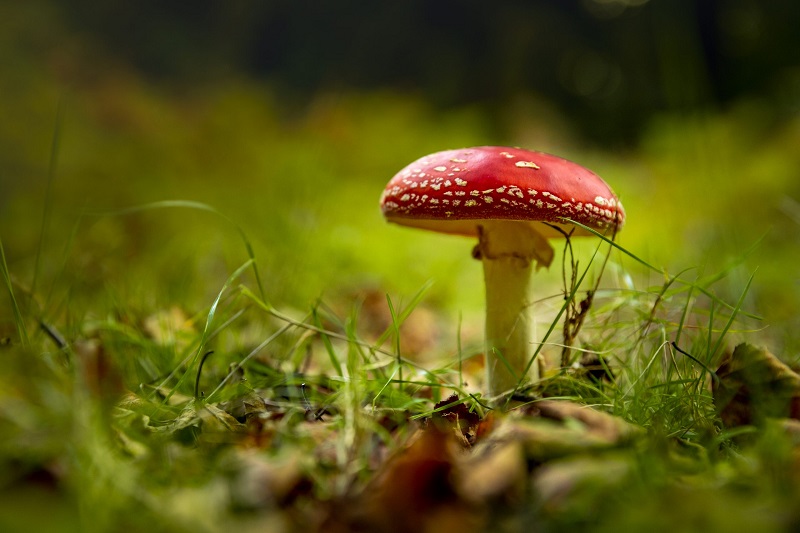 Exploring the Psychedelic Delights: Amanita Muscaria Gummies, Muscimol Gummies