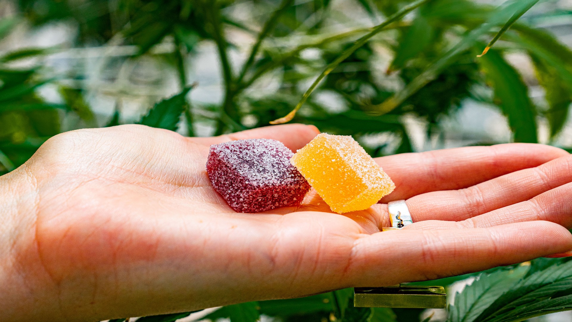 Delta 8 Gummies 101: Everything You Need to Know Before Trying Them