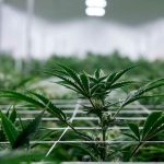 Premier Cannabis