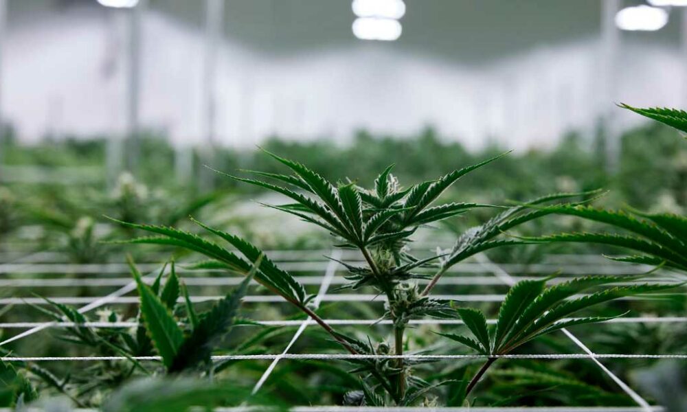 Discover the Premier Cannabis Experience at The Dab Dispensary in Broomfield, CO