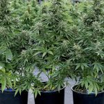cannabis dispensary