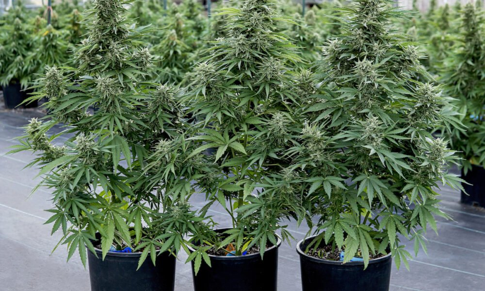 Monster House Dispensary: Where Horror Meets Highs in Las Cruces